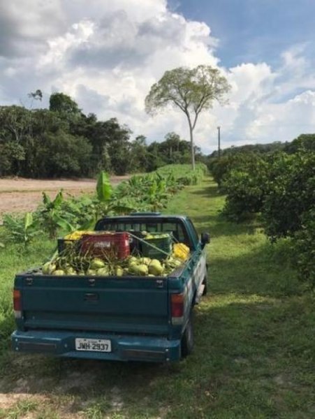  Brasilien 1036 Ha Früchte - Kokosnuss - Viehzucht – Farm mit Sandmine Manaus - AM Grundstück kaufen