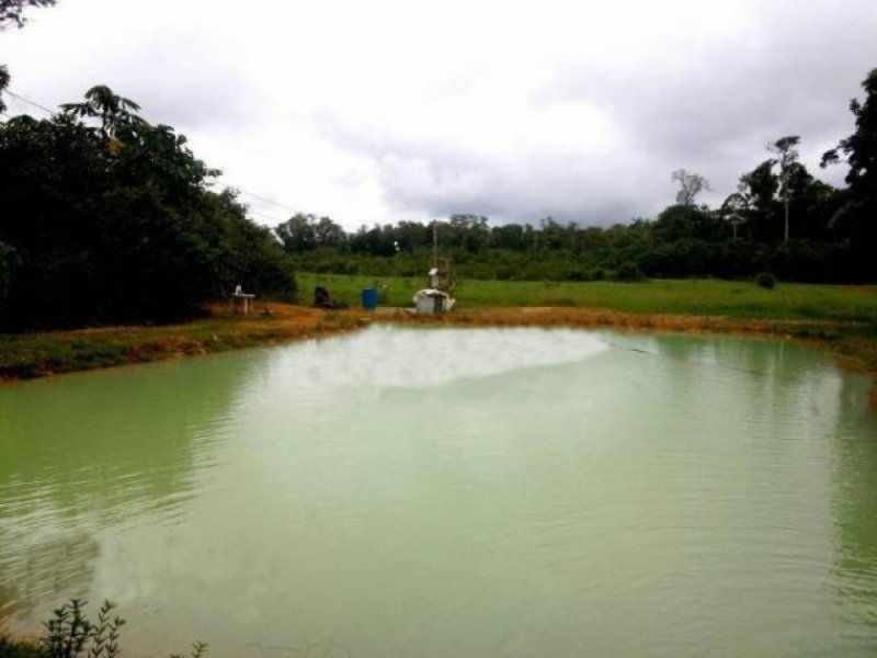  Brasilien 120 Ha Tiefpreis- Grundstück -Früchtefarm -Fischzucht bei Presidente Figueiredo AM Grundstück kaufen