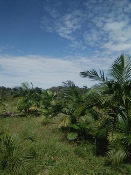  Brasilien 140 Ha grosses Grundstück am See bei Presidente Figueiredo AM Grundstück kaufen