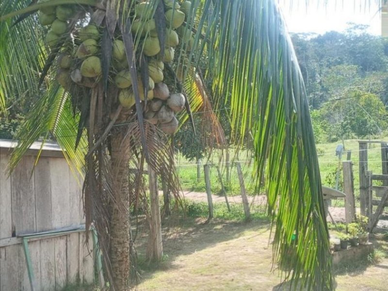  Brasilien 150 Ha grosses Grundstück mit Rinderzucht und Fischzucht bei Presidente Figueiredo AM Grundstück kaufen