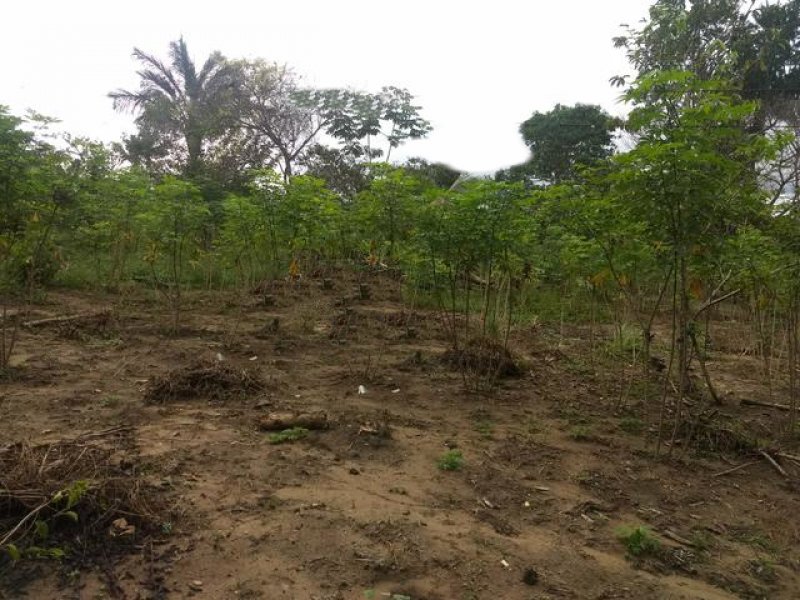  Brasilien 2'800 Ha Tiefpreis - Grundstück mit Rohstoffen Grundstück kaufen