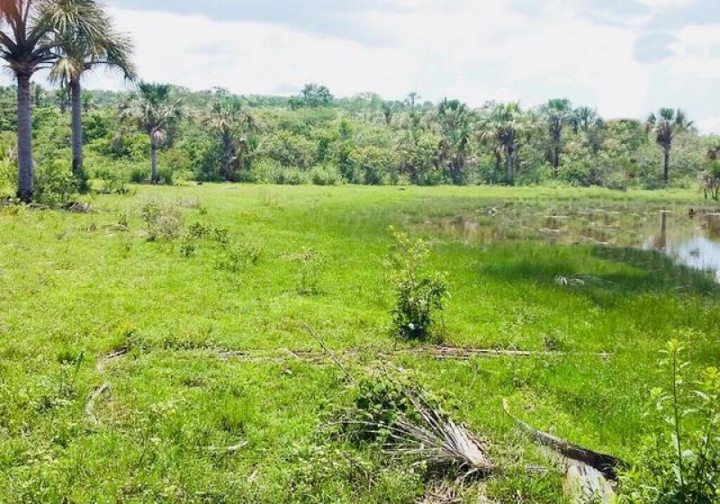  Brasilien 2'800 Ha Tiefpreis - Grundstück mit Rohstoffen Grundstück kaufen