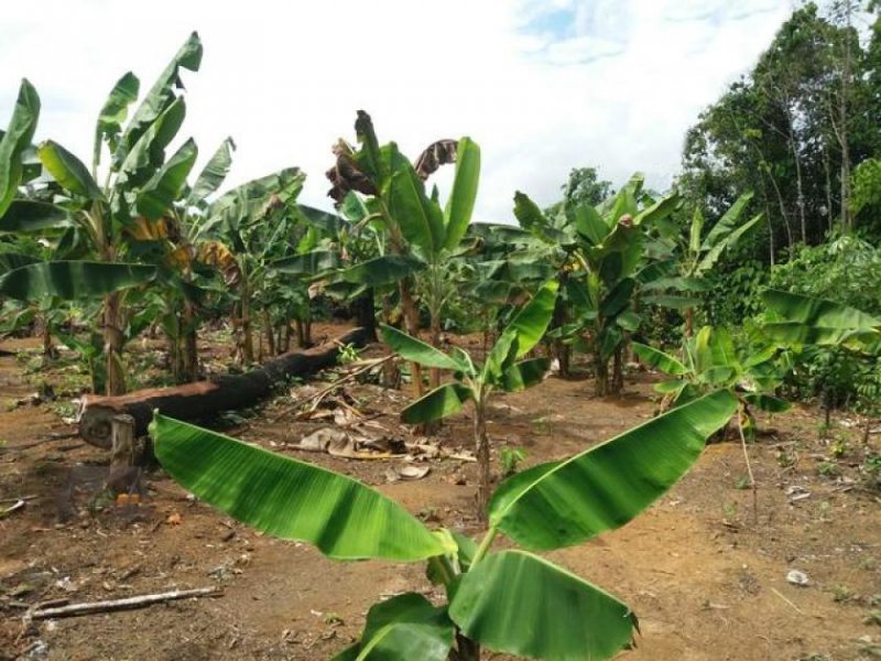  Brasilien 40 Ha Tiefpreis-Farm in der Nähe von Autazes AM Grundstück kaufen