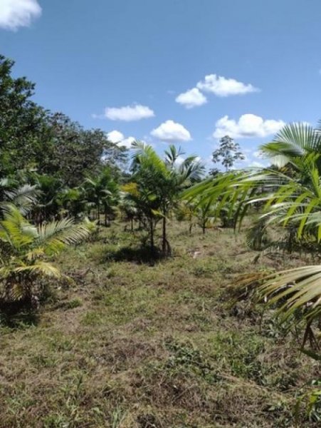  Brasilien 50 Ha Früchtefarm am Flüsschen nördlich von Manaus AM Grundstück kaufen