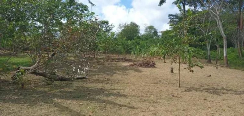  Brasilien 50 Ha grosses Tiefpreis-Grundstück bei Careiro Castanho AM Grundstück kaufen