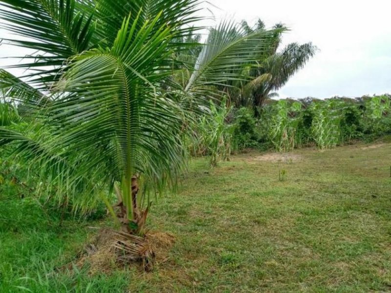  Brasilien 50 Ha grosses Tiefpreis-Grundstück bei Careiro Castanho AM Grundstück kaufen