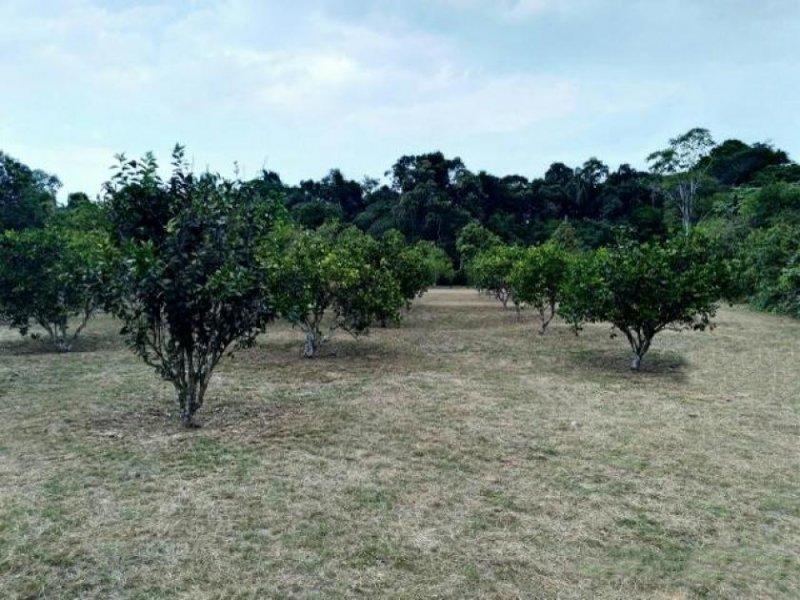  Brasilien 50 Ha Tiefpreis-Grundstück - Bauernhof bei Presidente Figueiredo AM Grundstück kaufen