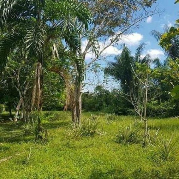  Brasilien 50 Ha Tiefpreis-Grundstück - Bauernhof bei Presidente Figueiredo AM Grundstück kaufen