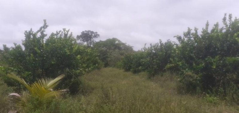  Brasilien 50 Ha Zitronen und Kokosnuss Farm in der Nähe von Manaus AM Grundstück kaufen