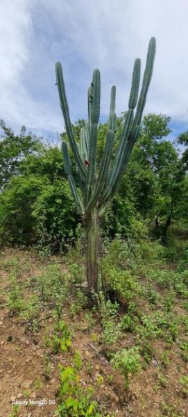  Brasilien 560 Ha grosses Tiefpreis-Grundstück bei Region Recife - PE Grundstück kaufen