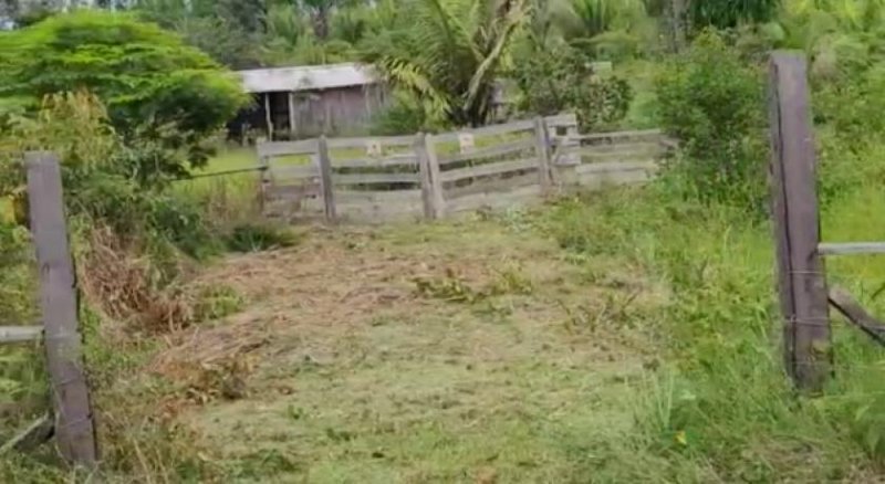  Brasilien 74 Ha grosse und Früchtefarm Region Manaus Grundstück kaufen