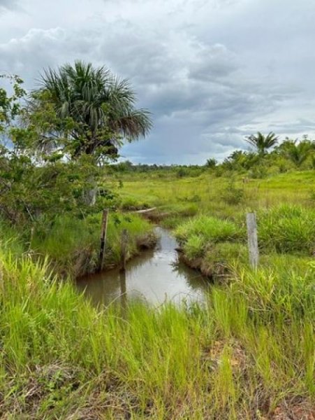  Brasilien 74 Ha grosse und Früchtefarm Region Manaus Grundstück kaufen