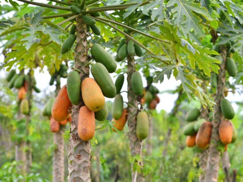  Brasilien 75 Ha grosses Tiefpreis-Grundstück mit Haus Region Manaus AM Grundstück kaufen