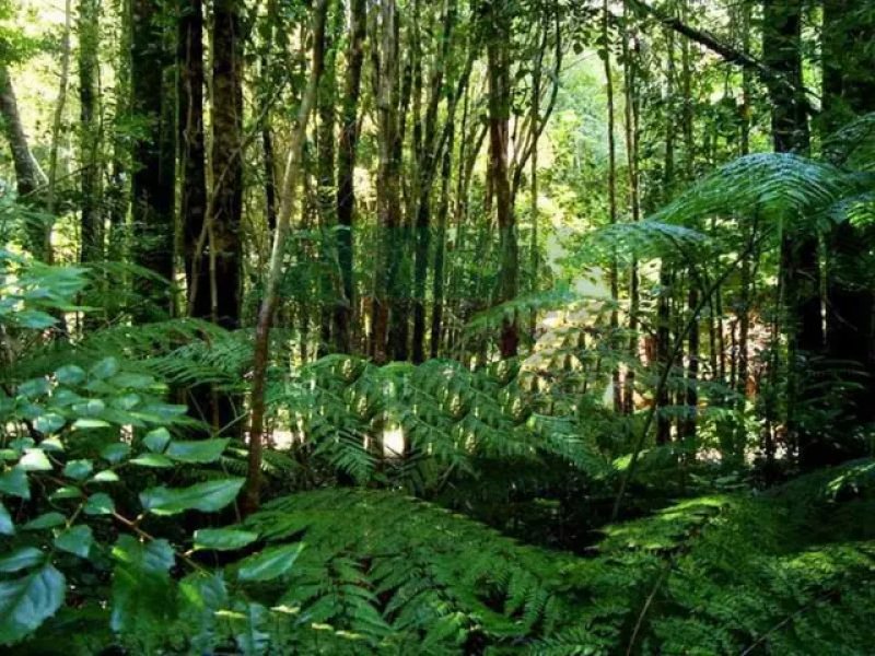  Brasilien riesengrosses 2'000 Ha Tiefpreis - Grundstück mit Rohstoffen Grundstück kaufen