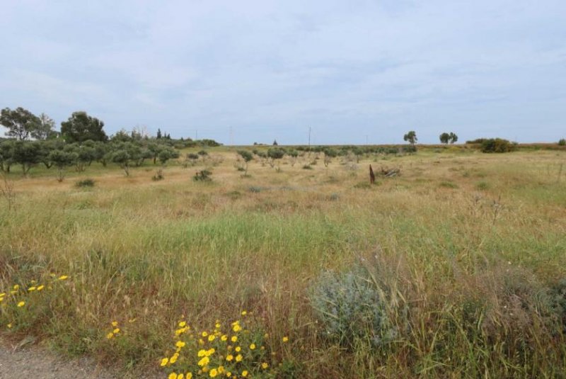 Frenaros 1508m2 plot of Agricultural land by Frenaros village - LFRE158.Located just off the Frenaros to Vrysoulles road, accessible by