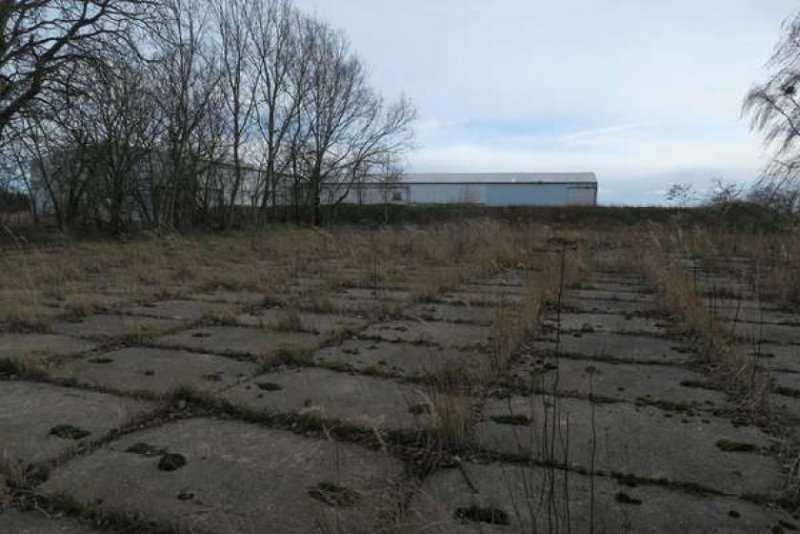 Angermünde Prov.-frei: Grundstück mit Doppelhalle und Freifläche Gewerbe mieten