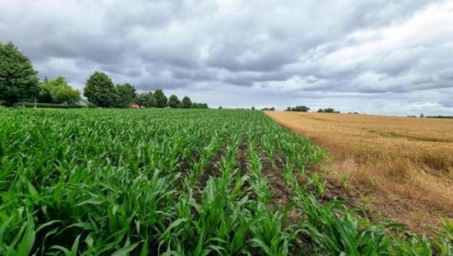 Mellenthin Grundstücke Attraktives Bauland in Dewichow Grundstück kaufen