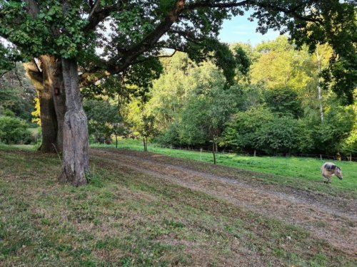 Witzenhausen Grundstücke Traumhaftes Freizeitgrundstück, ideal als Pferdekoppel verwendbar Grundstück kaufen