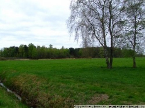 Ehra-Lessien Immo Wenn Sie schon immer einmal Wald und Wiese besitzen wollten..... Grundstück kaufen