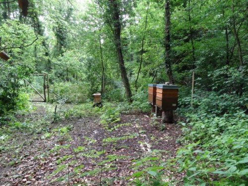 Mühlheim am Main Grundstücke Naturbelassenes Grundstück am Grünen See in Mühlheim am Main Grundstück kaufen