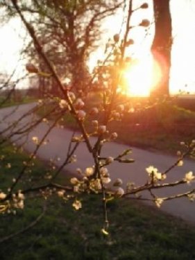 Vaihingen-Riet Grundstück Sonniger Bauplatz in bevorzugter und ruhiger Lage Grundstück kaufen