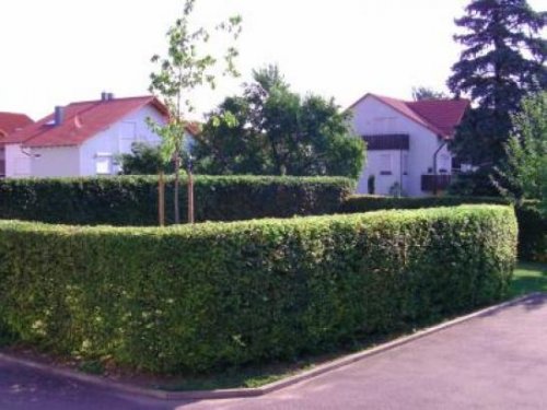 Eberdingen Immo Ebenerdiger Hochdorfer Bauplatz in guter Lage Grundstück kaufen