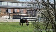 Großharthau Reiterhof mit Stallanlage und Halle bei Dresden Gewerbe kaufen