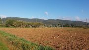 Campanet Schönes Baugrundstück mit Finca sehr verkehrsgünstig gelegen! Grundstück kaufen