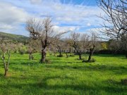 Campanet Wir bauen Ihre Traum-Finca ! Grundstück kaufen