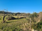 Sineu Beindruckendes Finca-Grundstück bei Sineu Grundstück kaufen