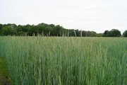 Zossen Grundstück in Dabendorf mit Blick auf Feld und Naturschutzgebiet Grundstück kaufen