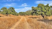 Chucena 87 Hektar Finca, Provinz Huelva - ideal zur Pferde-Rinderzucht zu verkaufen Haus kaufen