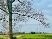 Schweindorf Tolles Baugrundstück mit freiem Blick in Felder Grundstück kaufen