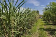 Cachoeiras de Macacu Cachoeiras de Macacu 17 ha Fazenda - BRA12Pupunia Gewerbe kaufen