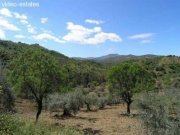 Coin Kleine Finca mit Oliven- und Orangenbäumen Haus kaufen