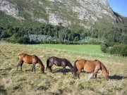 Lloroni Asturien, Lloroni - Finca mit grossem Grundstück - ideal für Pferde Haus kaufen