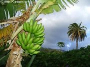 Ingenio de Santa Lucia Finca in einem Pardiesgarten mit Banane, Feigen, Mandeln, Avocados Wohnung kaufen