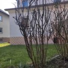 Waldsolms MFImmobilien.com - 1-2 Familienhaus in Brandoberndorf / Waldsolms mit Scheune & Garten RESERVIERT Haus kaufen