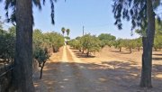 El Viso del Alcor Sevilla, El Viso del Alcor - Haus mit Pool + schönem Garten, genug Platz zur Pferdehaltung Haus kaufen