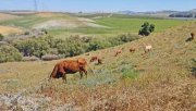 Montellano Andalusien, Provinz Sevilla, Montellano - grosse Finca, ideal für Pferde und Rinderhaltung Haus kaufen