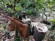 Ilhéus Kakao-Paradies in Bahia zu verkaufen Gewerbe kaufen