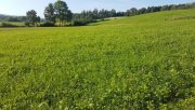 St. Veit im Innkreis Sonniger Baugrund Nähe Treubach Grundstück kaufen