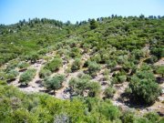 Sarti Chalkidiki Starke Preisreduzierung :Wunderschönes Traum Grundstück von 13.502 qm mit einmaligem Blick aufs Meer von Sarti Chalkidike .