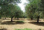 Poluguros Chalkidiki Oliven Plantage in Chalkidiki Poluguros mit 200.000 qm Grundstück kaufen