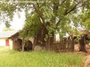 Ülles Bauernhaus mit hohen Bäumen Haus kaufen