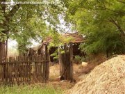 Ülles Bauernhaus mit hohen Bäumen Haus kaufen