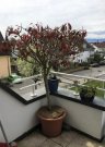 Langenargen *VERKAUFT *SEEBLICK + ALPENPANORAMA* TOPP 4,5 Zimmer Maisonette ETW in Langenargen* Wohnung kaufen