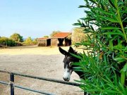 Esentepe Nord-Zypern, Esentepe - exklusive Villa mit Offenstall für Pferde zu verkaufen Haus kaufen