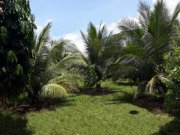  Brasilien 100 Ha Tiefpreis - Grundstück mit Fischgewässer und Holzhaus in der Nähe von Manaus Grundstück kaufen