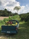  Brasilien 1036 Ha Früchte - Kokosnuss - Viehzucht – Farm mit Sandmine Manaus - AM Grundstück kaufen